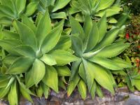 Mächtige Agavenrosetten aus Australien